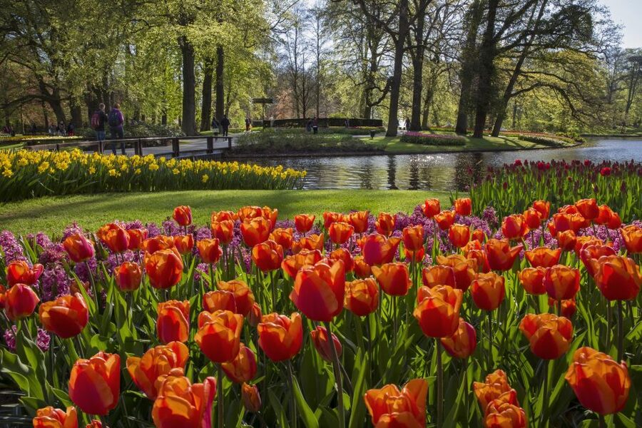Amsterdam: Tour to Keukenhof Gardens with Windmill Cruise - Price and value: what $64 really covers