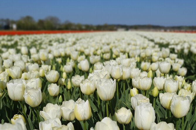 Amsterdam TulipFields of Holland Tour - Getting started at Oosterdoksstraat, then settling into a small-group ride