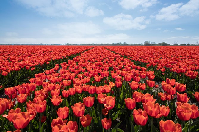 Amsterdam TulipFields of Holland Tour - The flower bulb region: photo stops plus countryside roads you likely won’t find alone