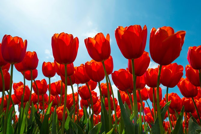 Amsterdam TulipFields of Holland Tour - Snacks and the no-lunch reality: how to plan your day around it