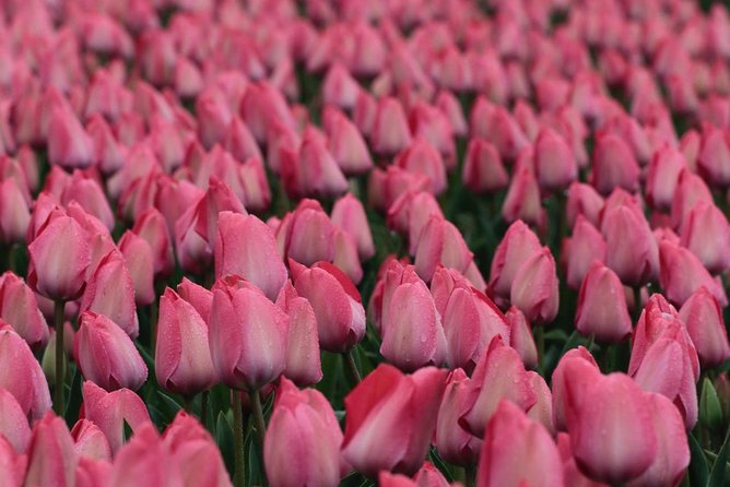 Amsterdam TulipFields of Holland Tour - Why Leander’s style matters: more than facts, it’s how the day connects
