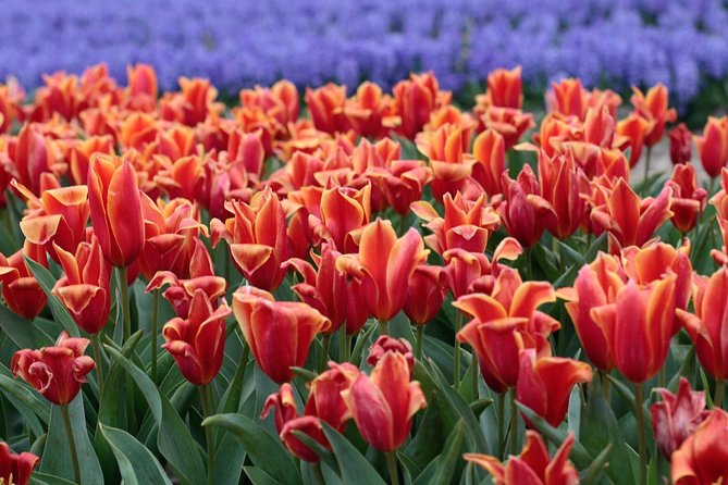 Amsterdam TulipFields of Holland Tour - Timing and weather: when tulip fields plans go right, and when they get changed
