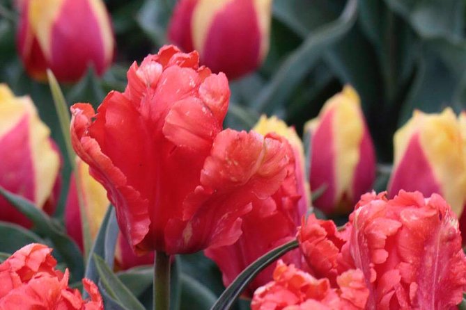 Amsterdam TulipFields of Holland Tour - Price and value: what $216.26 really buys you