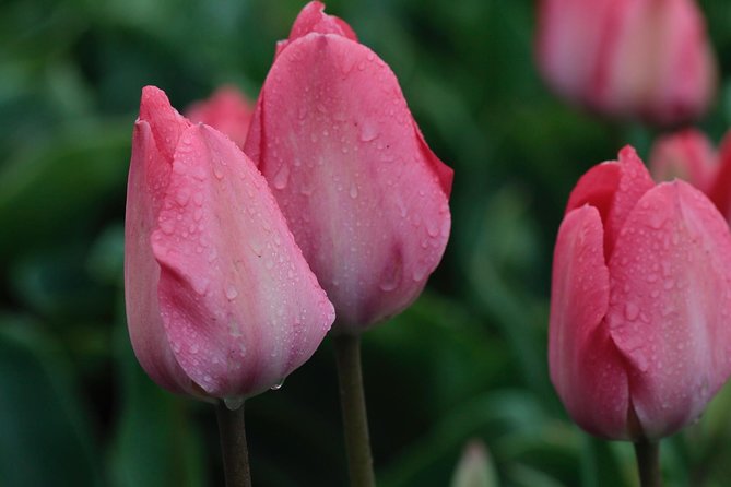 Amsterdam TulipFields of Holland Tour - De Tulperij visit: where tulips, hyacinths, and daffodils become a working business