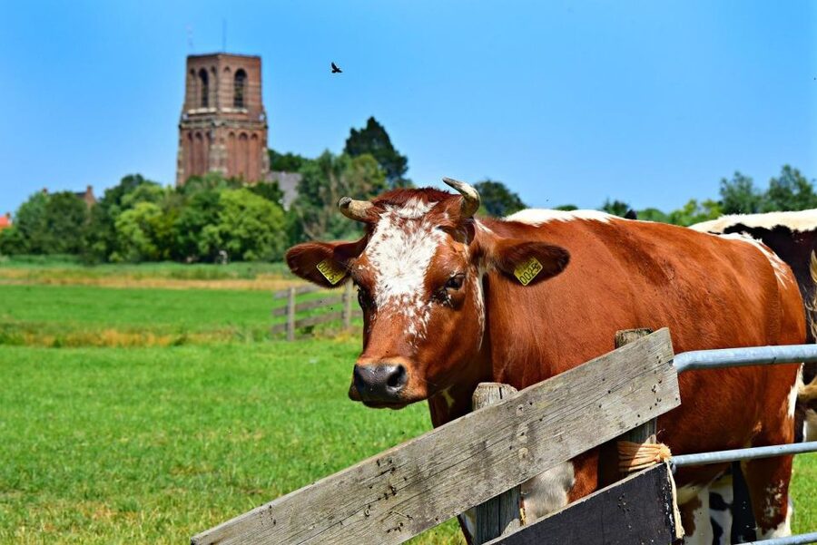 Amsterdam: Waterland District Countryside Villages Bike Tour - Price and value: $57 for guidance, bike rental, and time in Waterland