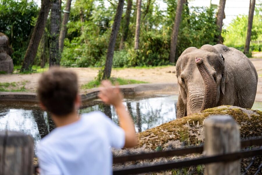 Arnhem: Burgers' Zoo Entry Ticket - The Bush indoor rainforest (opened 1988): humidity, dense plants, and close animal time
