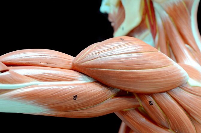 Body Worlds Amsterdam Admission Ticket - Key points before you go