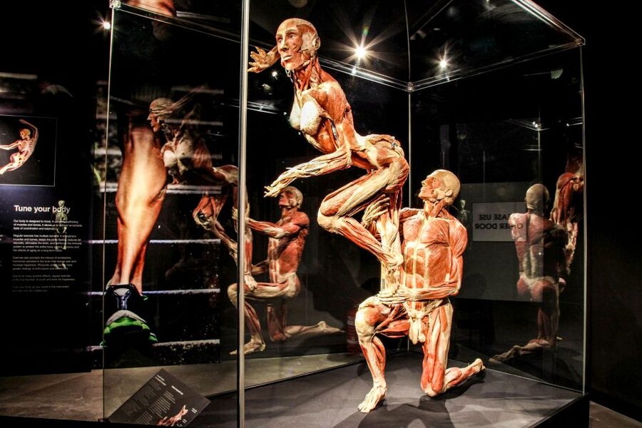 Body Worlds Amsterdam: The Happiness Project Ticket - Layout and flow, how to navigate six floors without getting lost
