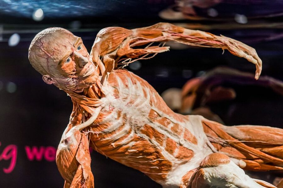 Body Worlds Amsterdam: The Happiness Project Ticket - Should you book Body Worlds Amsterdam The Happiness Project ticket?