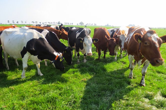 Countryside of Amsterdam Private tour - Private countryside loop from Amsterdam: what 7 hours feels like
