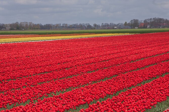 Day Trip to Famous Tulip Route in Noordoostpolder From Amsterdam - Morning Transfer and the Coffee Break That Keeps Your Energy Up