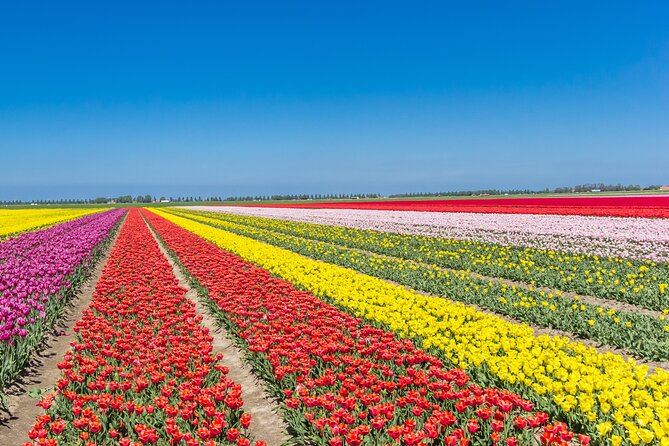 Day Trip to Famous Tulip Route in Noordoostpolder From Amsterdam - Getting There From Amsterdam: Start Time, Meeting Point, and Comfort