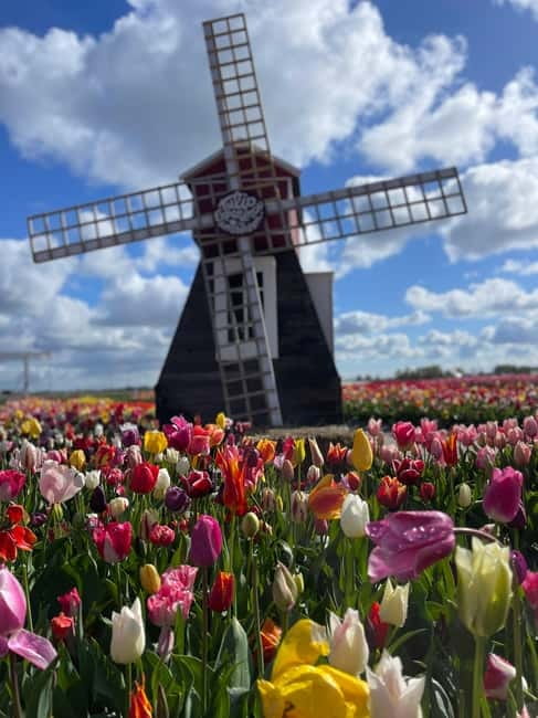 Dutch Countryside: , windmills, Villages, Cheese & Clogs - Broek in Waterland: Wooden Houses, Gardens, and a Calm Walk
