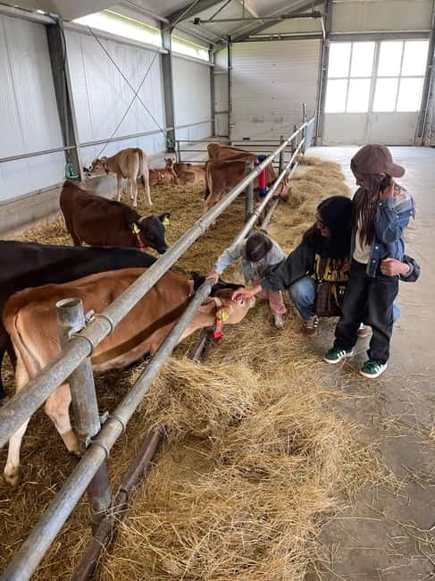 Dutch Countryside: , windmills, Villages, Cheese & Clogs - Price, Group Size, and Whether This Feels Like Value