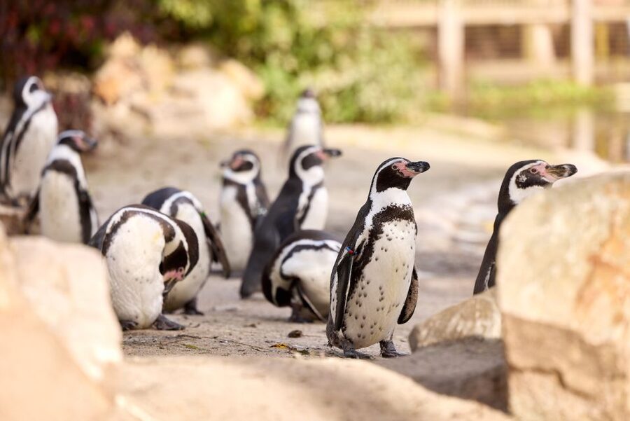 Eindhoven Zoo Entry Ticket - Your Eindhoven Zoo Ticket: What a 1-Day Entry Really Means