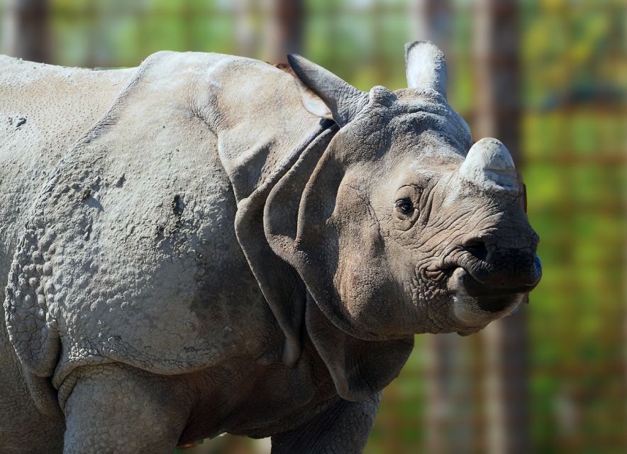 Eindhoven Zoo Entry Ticket - The Predator Highlights: Lions, Tigers, Brown Bears, and More