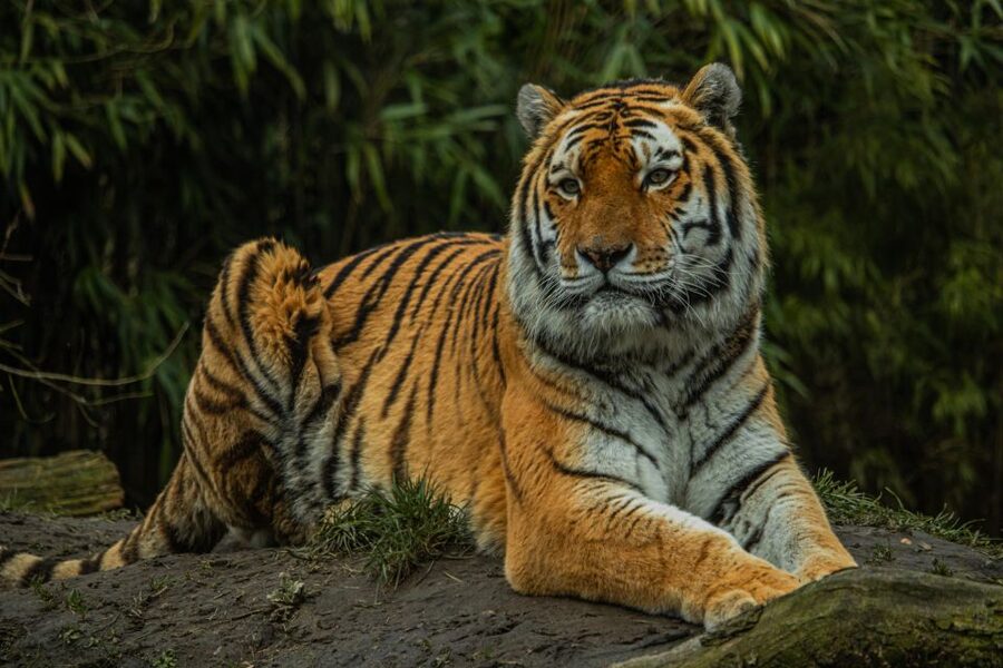 Eindhoven Zoo Entry Ticket - Chimps, Red Panda, and Meerkats: The Playful Side of the Park