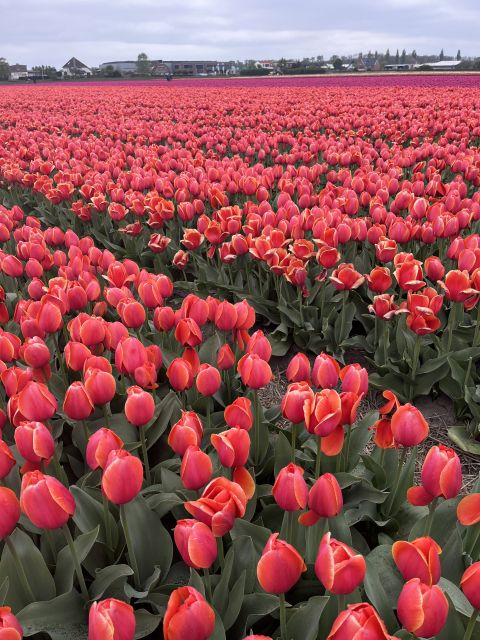 Enjoy the tulip fields in a Landrover with a local guide! - Key things you’ll love on this Keukenhof-area Land Rover tour