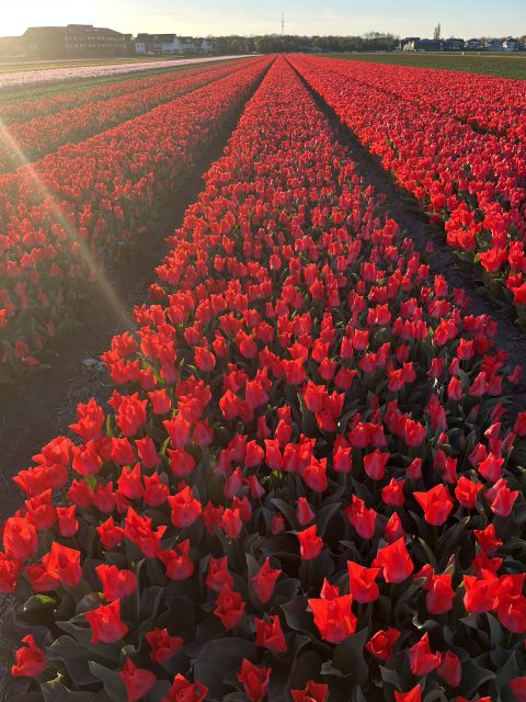 Enjoy the tulip fields in a Landrover with a local guide! - How the tour runs: pacing and stops from start to finish