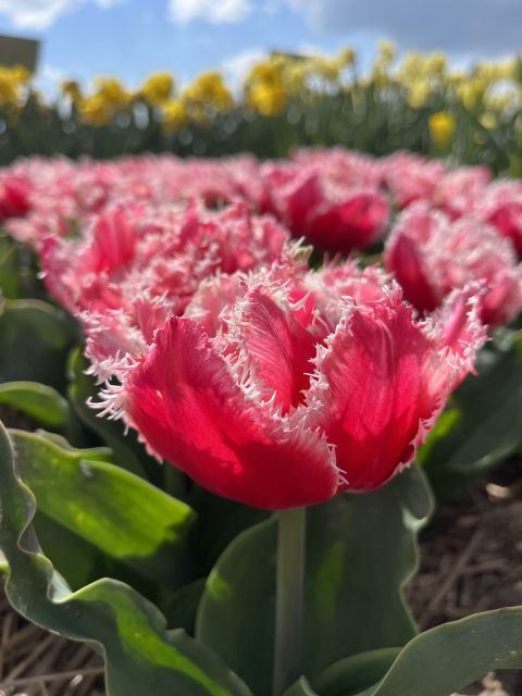Enjoy the tulip fields in a Landrover with a local guide! - Why a Land Rover tulip tour near Keukenhof feels different
