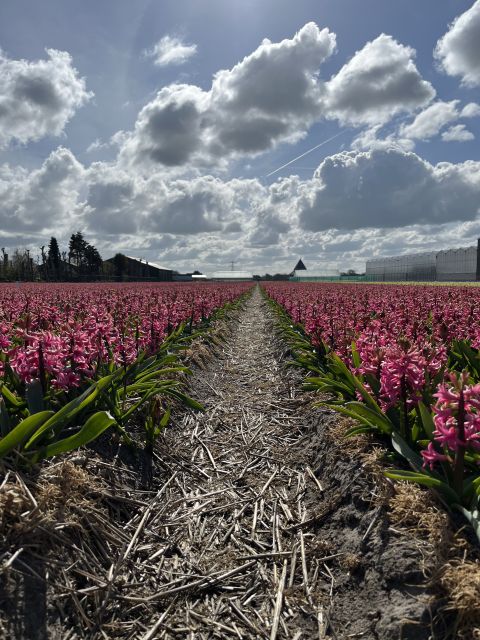Enjoy the tulip fields in a Landrover with a local guide! - Group size and ride comfort: the part you should check first