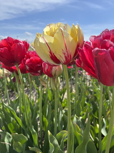 Enjoy the tulip fields in a Landrover with a local guide! - When to go: daffodils first, tulips mid-season, Keukenhof later