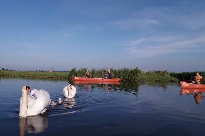 Fresh nose tour with the canoe through the nature near Amsterdam - What you’ll likely spot: ducks, geese, cows, goats, fish