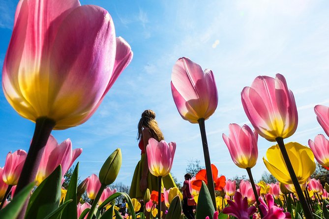From Amsterdam: Keukenhof and Tulip Experience Tour - The real Keukenhof experience: crowded spring, big payoff
