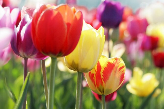 From Amsterdam: Keukenhof and Tulip Experience Tour - FAQ
