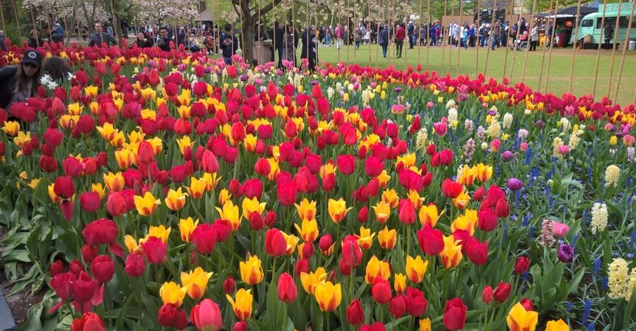 From Amsterdam: Keukenhof and Zaanse Schans Small Group Tour - Keukenhof Flower Gardens: How to Make 3 Hours Count