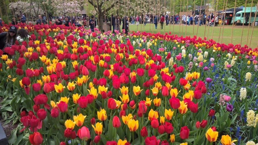 From Amsterdam: Keukenhof and Zaanse Schans Small Group Tour - Clog Making Demo and Cheese Tasting: The Stops That Actually Explain Holland