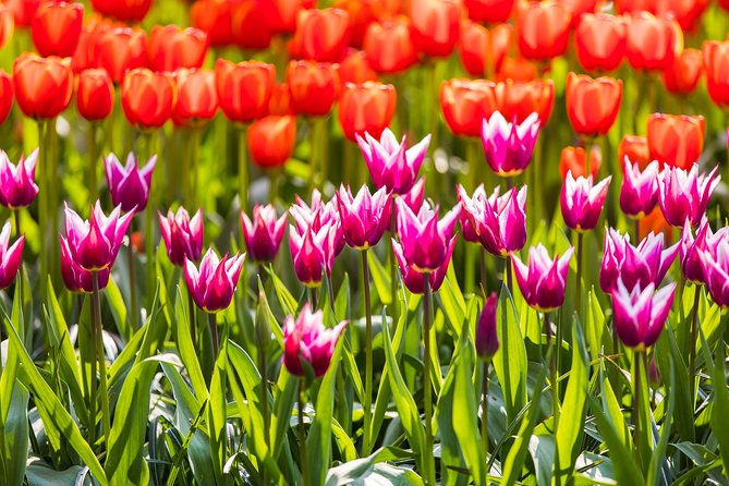 From Amsterdam: Keukenhof Gardens Ticket and Transfer - Keukenhof Gardens: 3 hours to wander tulip displays at your own pace