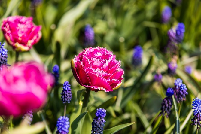 From Amsterdam: Keukenhof Gardens Ticket and Transfer - Who this Amsterdam to Keukenhof trip suits best (and who should rethink it)