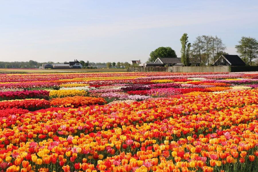 From Amsterdam: Keukenhof Gardens & Tulip Experience Tour - Quick take: what makes this tour tick