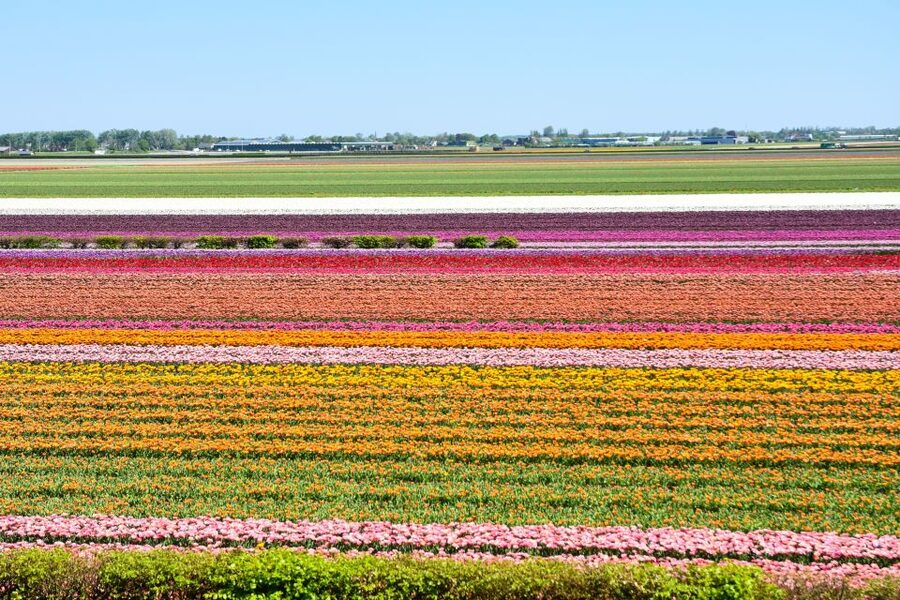 From Amsterdam: Keukenhof Gardens & Tulip Experience Tour - Getting from Amsterdam to Lisse without losing your whole day