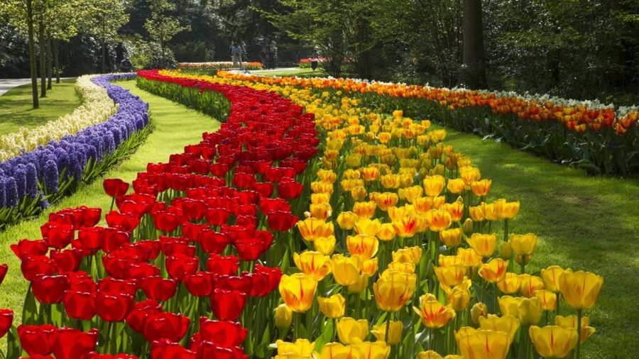 From Amsterdam: Keukenhof Gardens & Tulip Experience Tour - Keukenhof Gardens: 15 kilometers of paths across 32 hectares