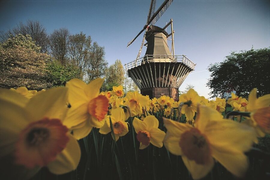 From Amsterdam: Keukenhof Gardens & Tulip Experience Tour - Crowds and timing: what to expect when spring days get packed