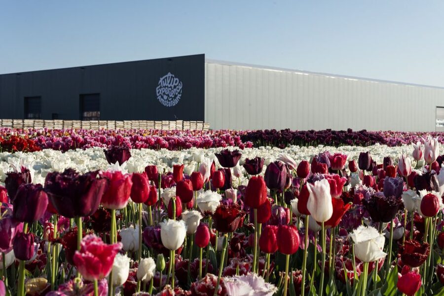 From Amsterdam: Keukenhof Gardens & Tulip Experience Tour - Who should book this tour, and who should skip it?