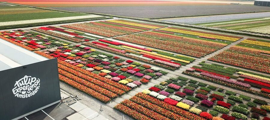 From Amsterdam: Keukenhof Gardens & Tulip Experience Tour - Should you book? My honest take