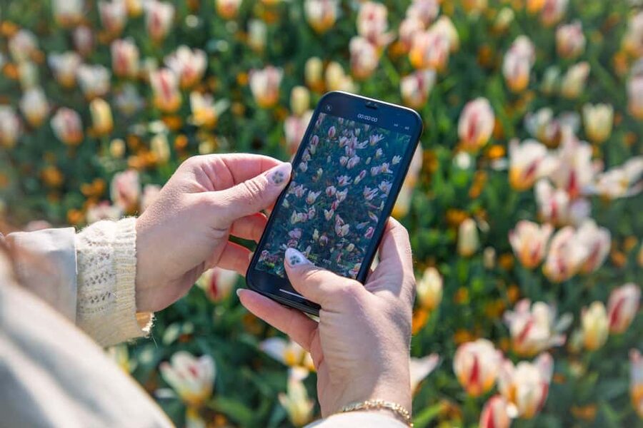 From Amsterdam: Keukenhof Ticket with Transfer - Should you book this Amsterdam to Keukenhof tour?