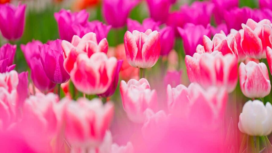 From Amsterdam: Keukenhof Ticket with Transfer - Fast-track entry at Keukenhof, and the smart way to plan your walk