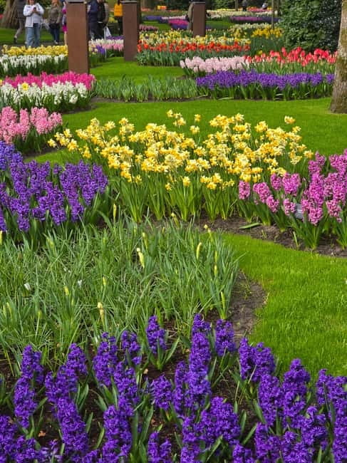 From Amsterdam: Keukenhof Tulips, Windmills & Volendam - A Dutch Farm Moment: Clogs, Gouda, Edam, and Cookies