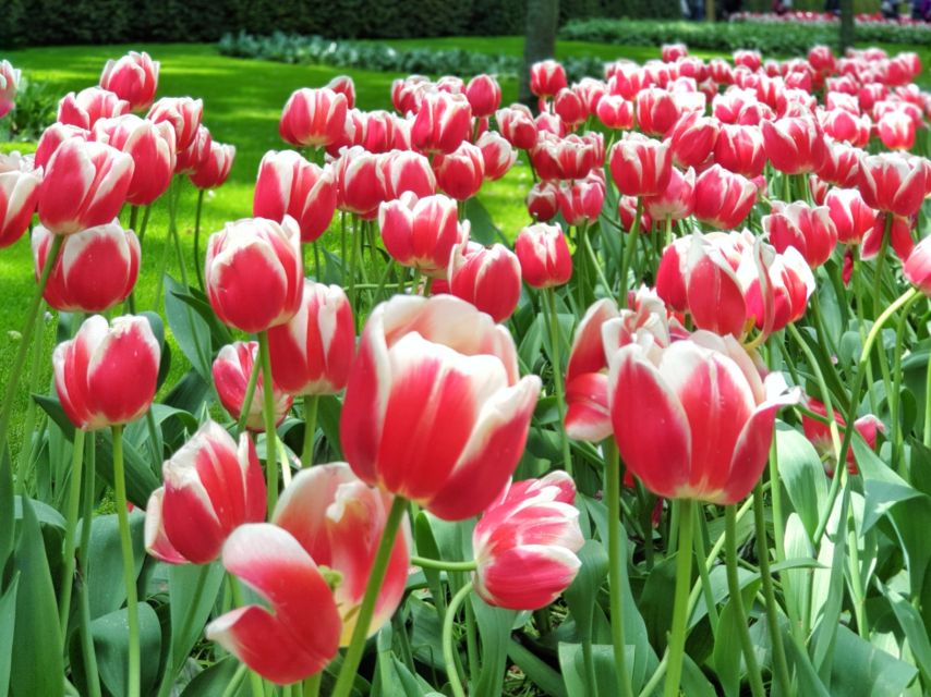 From Amsterdam: Small Group Keukenhof & City Tour Delft - Keukenhof timing: arriving before noon for bulb viewing with breathing room