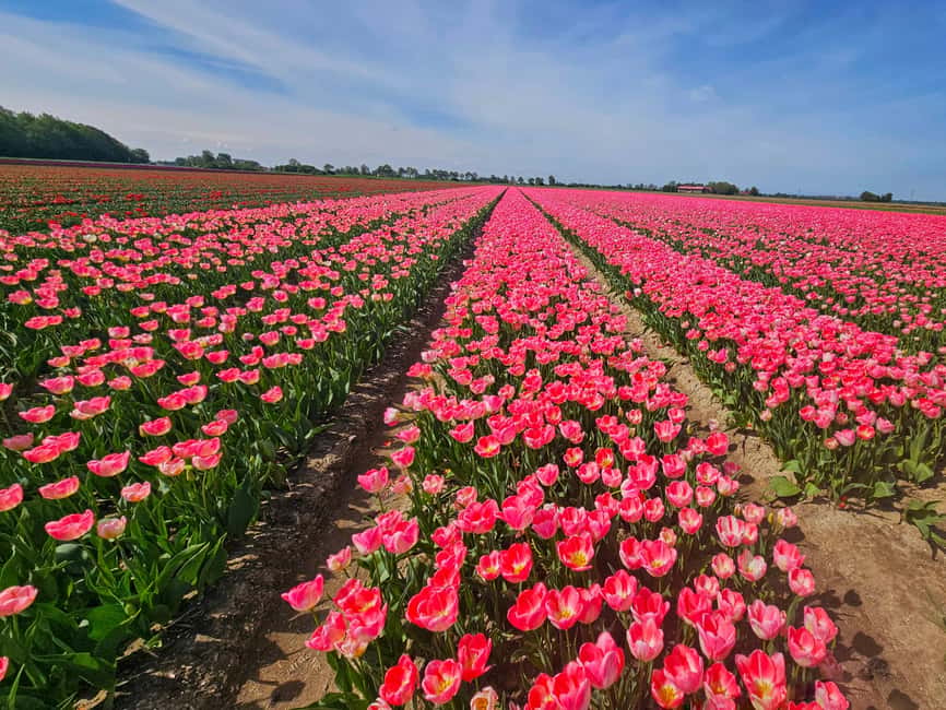 From Amsterdam: Small Group Keukenhof & City Tour Delft - Delft on foot: canals, cobblestones, and the Delftware identity