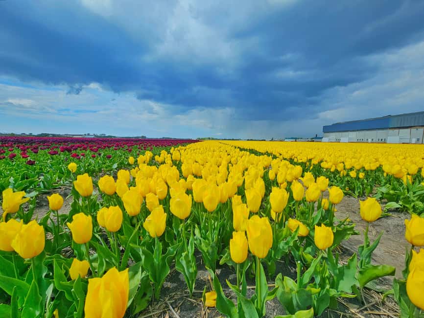 From Amsterdam: Small Group Keukenhof & City Tour Delft - Price and value from Amsterdam: is $175 fair for what’s included?