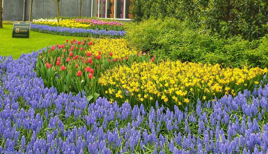From Amsterdam: Small Group Keukenhof & City Tour Delft - Photo stops outside Keukenhof: the natural tulip field bonus (when conditions allow)