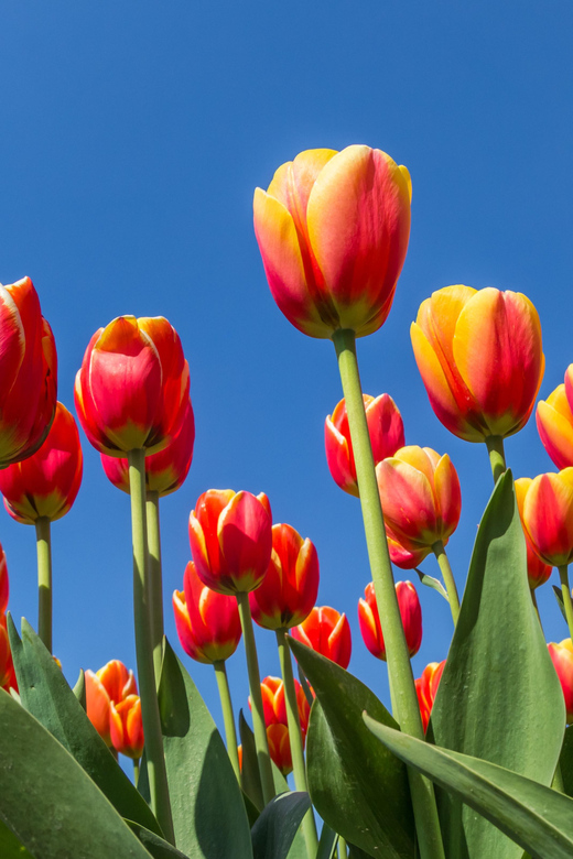 From Amsterdam: take the famous Tulip route tour - Why the Noordoostpolder Tulip Route feels different