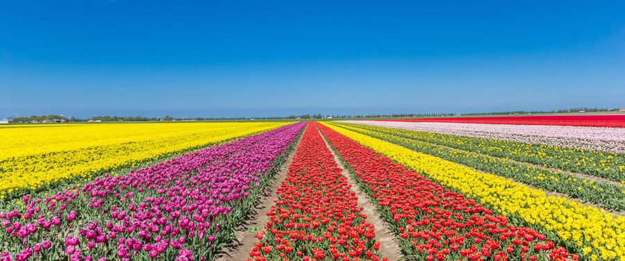 From Amsterdam: take the famous Tulip route tour - What a small group and a guide really changes