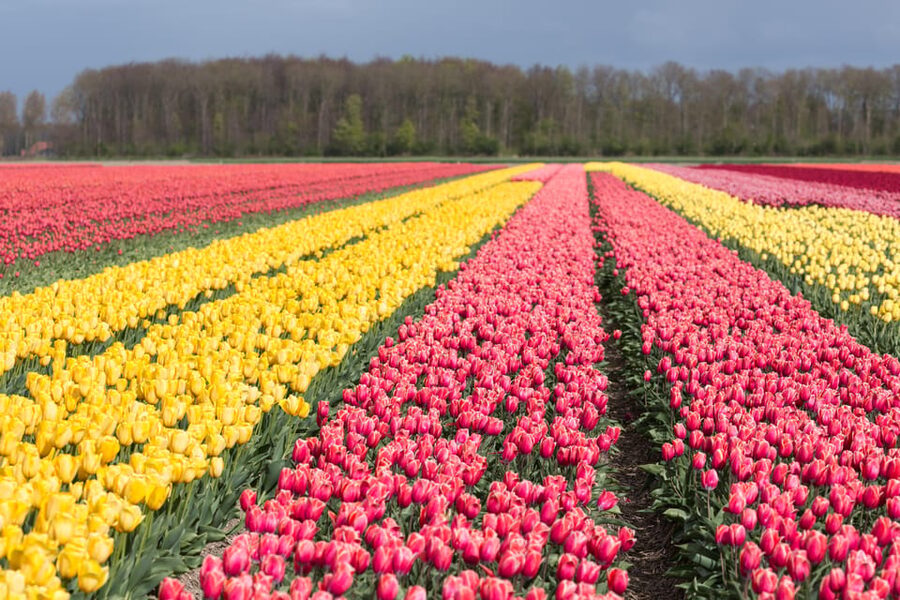 From Amsterdam: take the famous Tulip route tour - Included value: what you actually get for $152