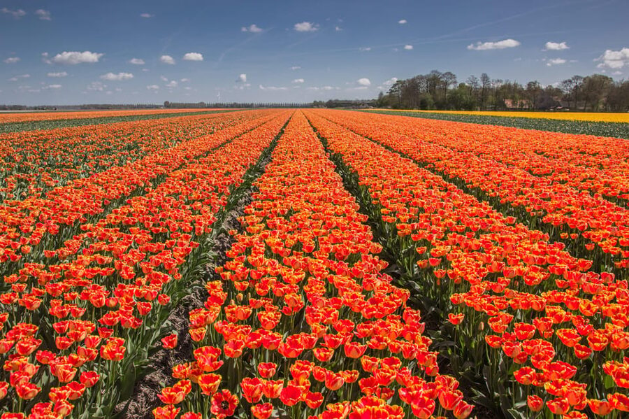 From Amsterdam: take the famous Tulip route tour - What to expect from the guide, in plain terms